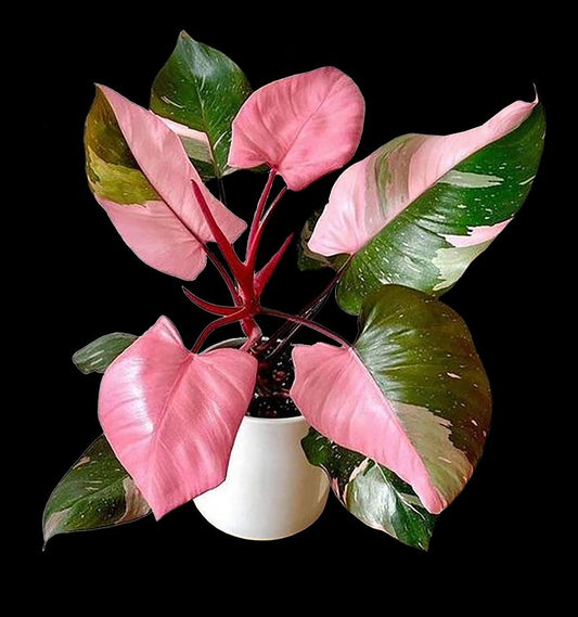 Philodendron Pink Princess - View 1 from www redcrocus com