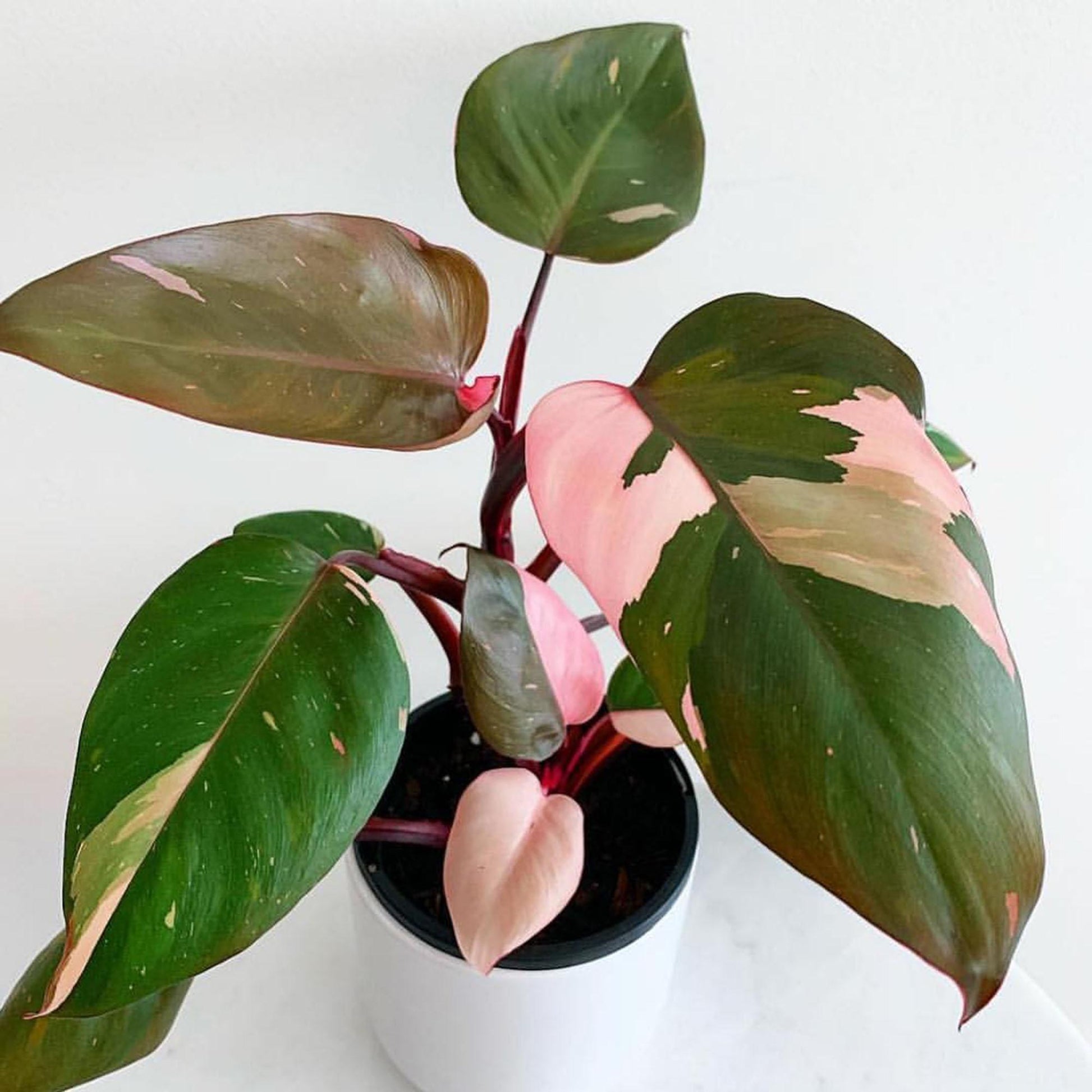 Philodendron Pink Princess - View 3 from www redcrocus com