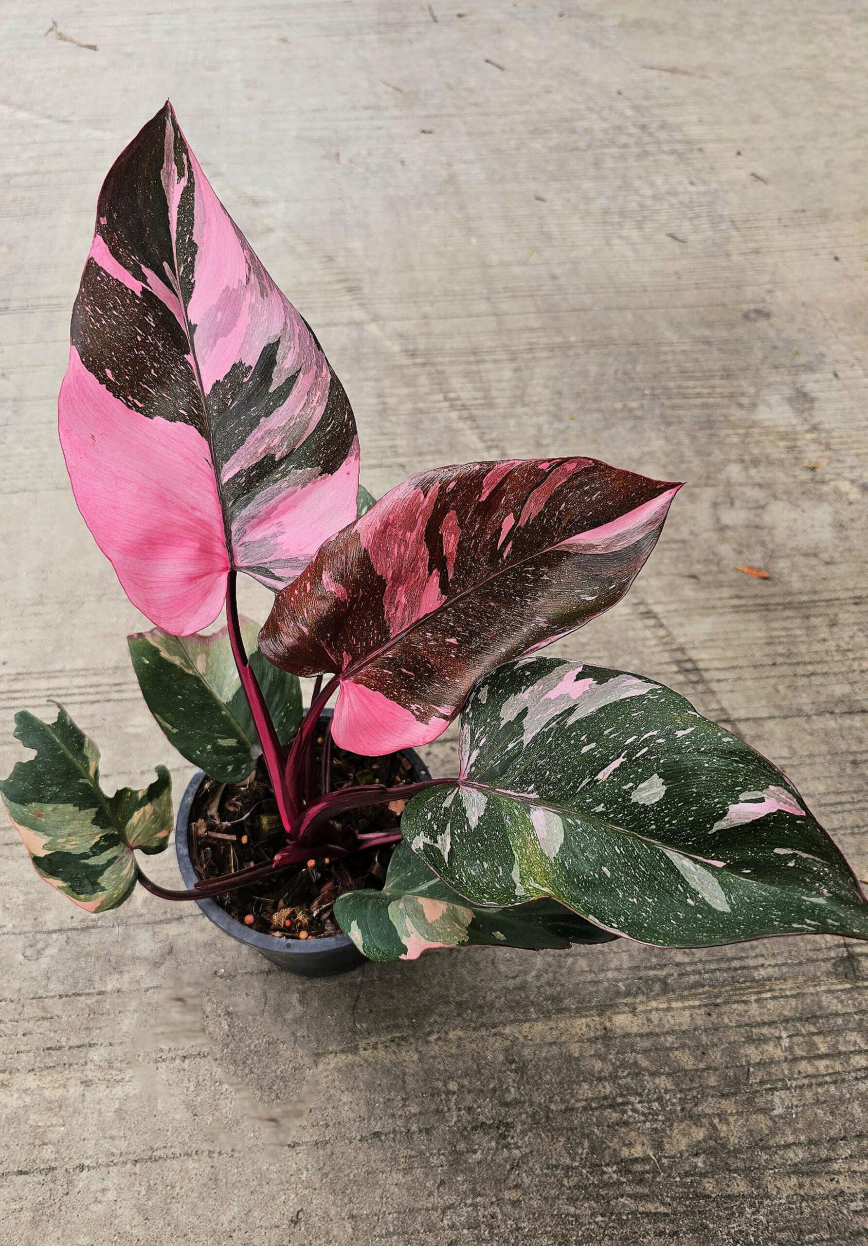 Philodendron Pink Princess - View 4 from www redcrocus com