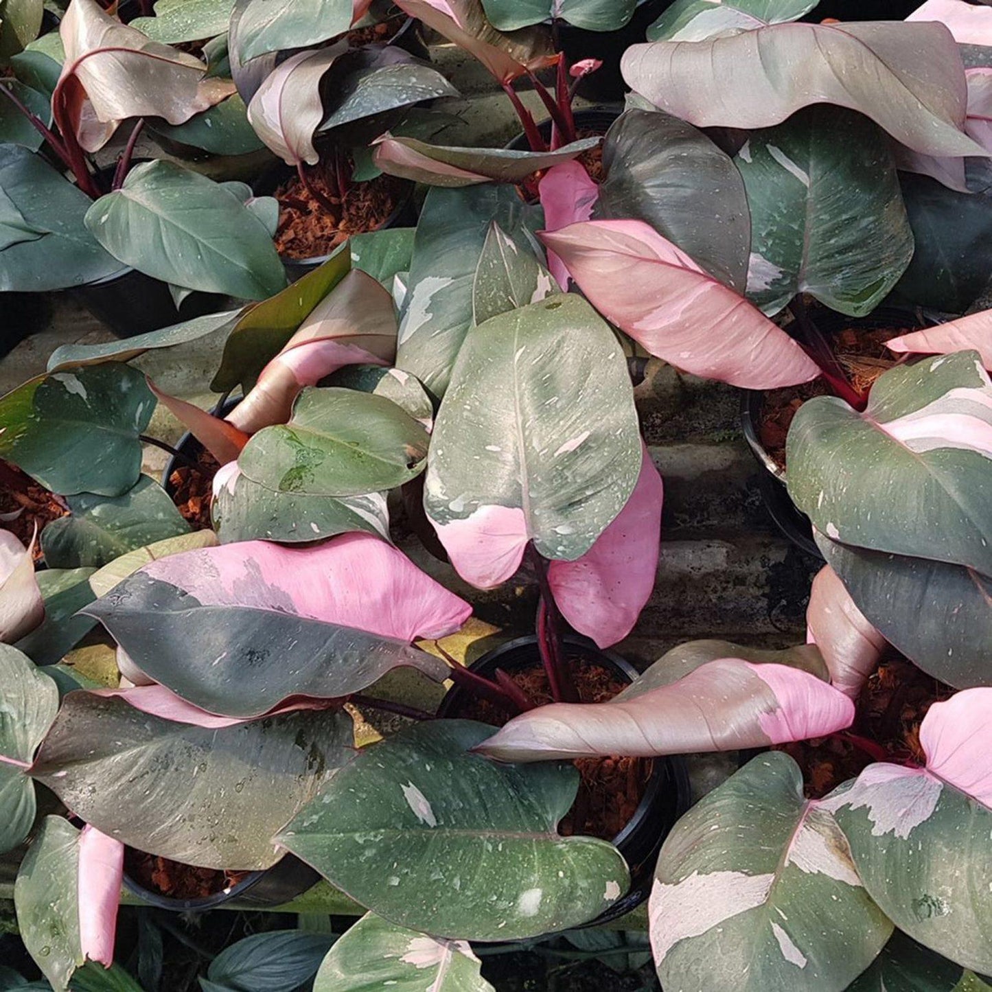 Philodendron Pink Princess - View 5 from www redcrocus com