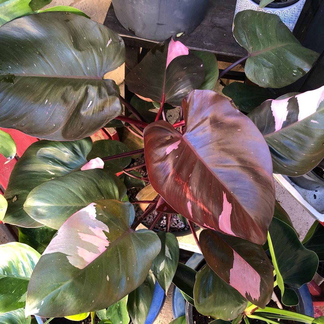 Philodendron Pink Princess - View 8 from www redcrocus com