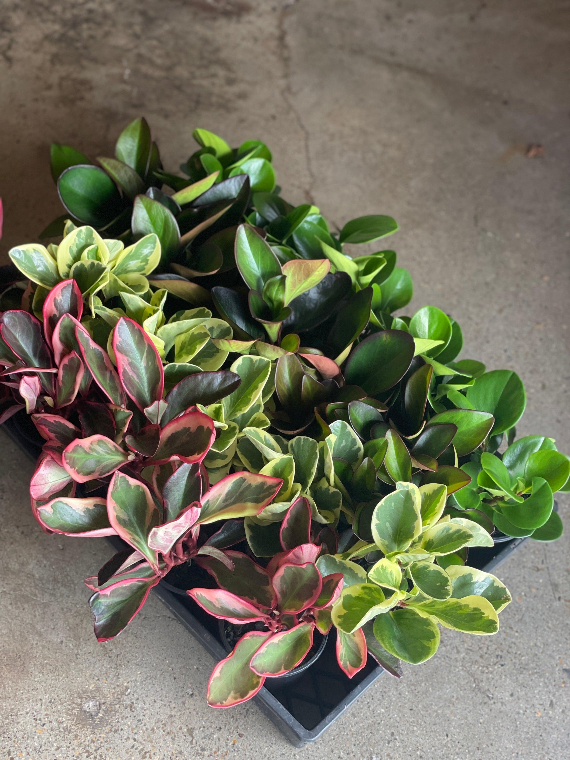 Peperomia Assorted - View 11 from www redcrocus com