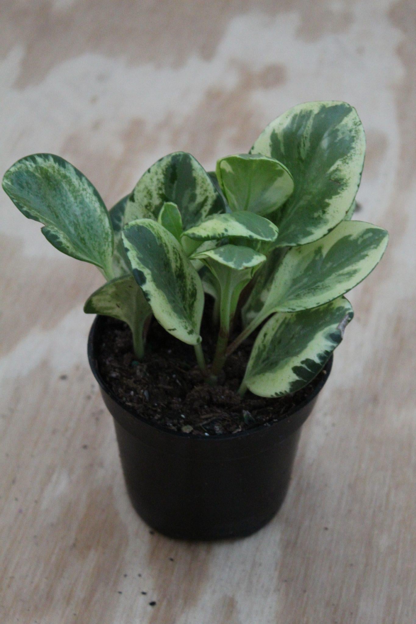 Peperomia Assorted - View 12 from www redcrocus com