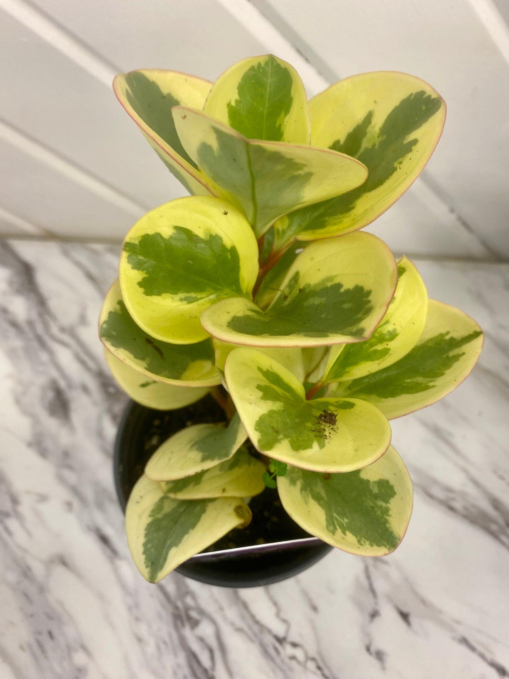 Peperomia Assorted - View 14 from www redcrocus com