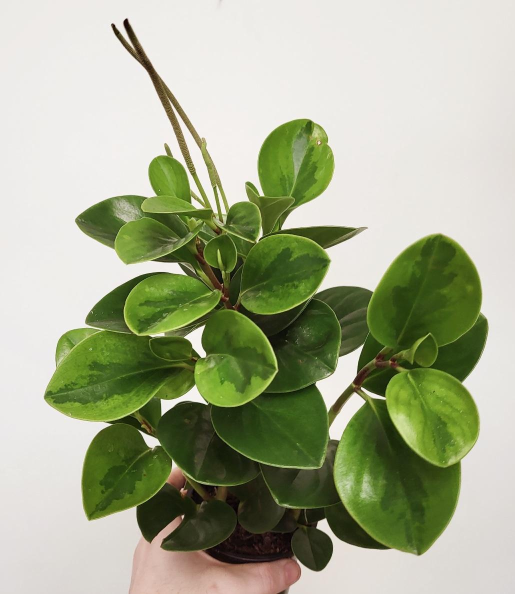 Peperomia Assorted - View 15 from www redcrocus com