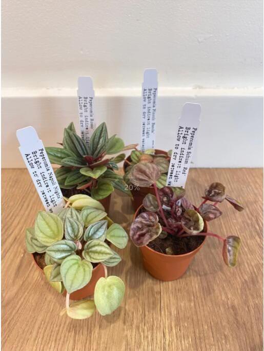 Peperomia Assorted - View 17 from www redcrocus com