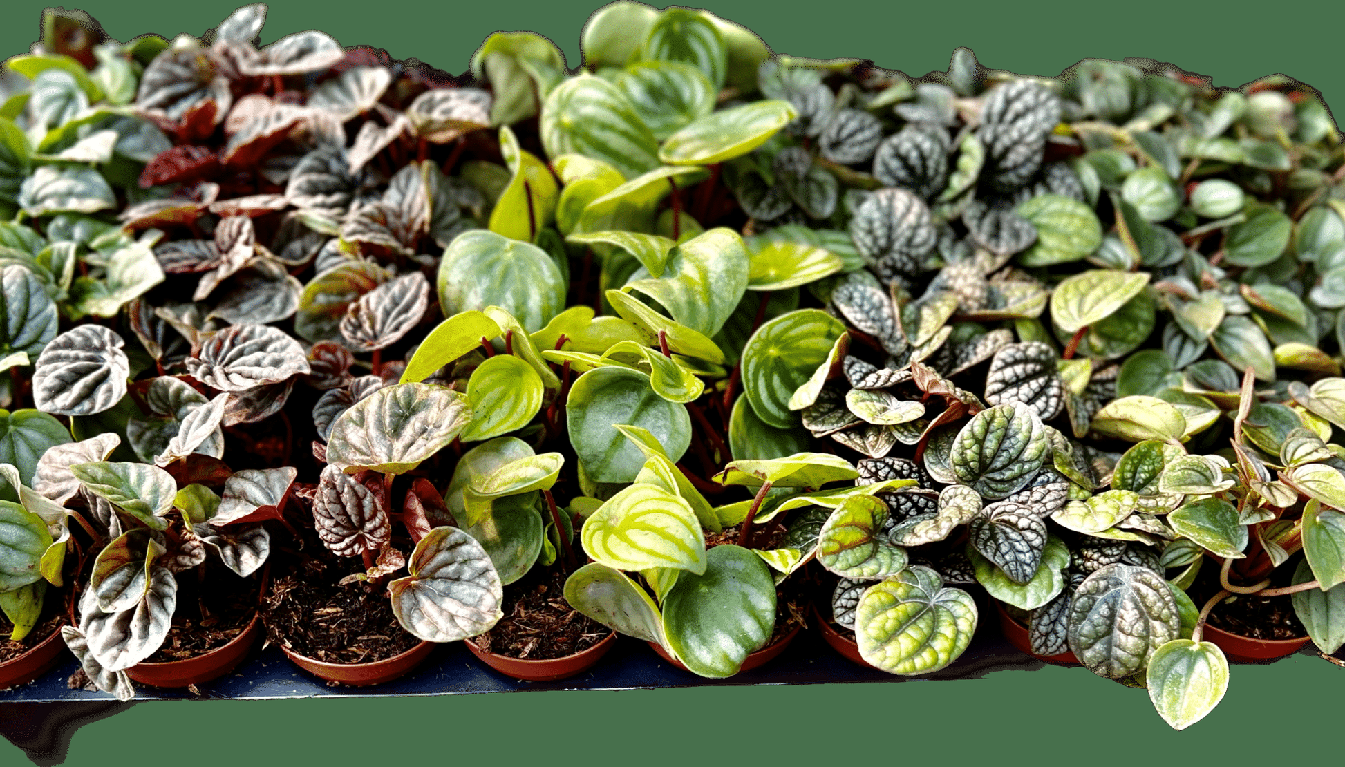 Peperomia Assorted - View 18 from www redcrocus com