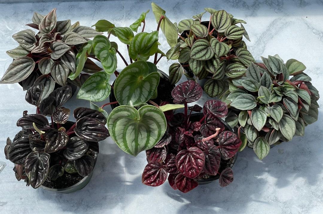 Peperomia Assorted - View 1 from www redcrocus com