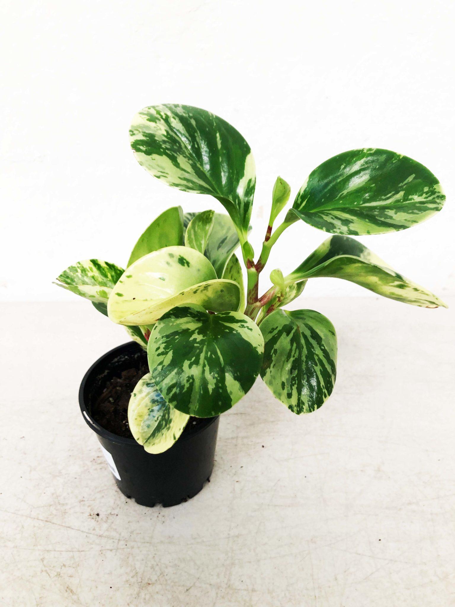 Peperomia Assorted - View 20 from www redcrocus com