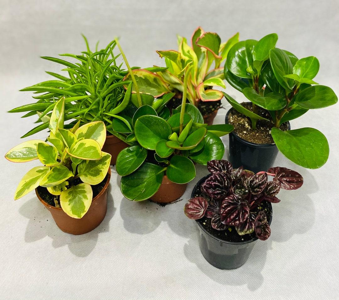 Peperomia Assorted - View 2 from www redcrocus com