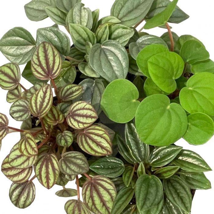 Peperomia Assorted - View 3 from www redcrocus com