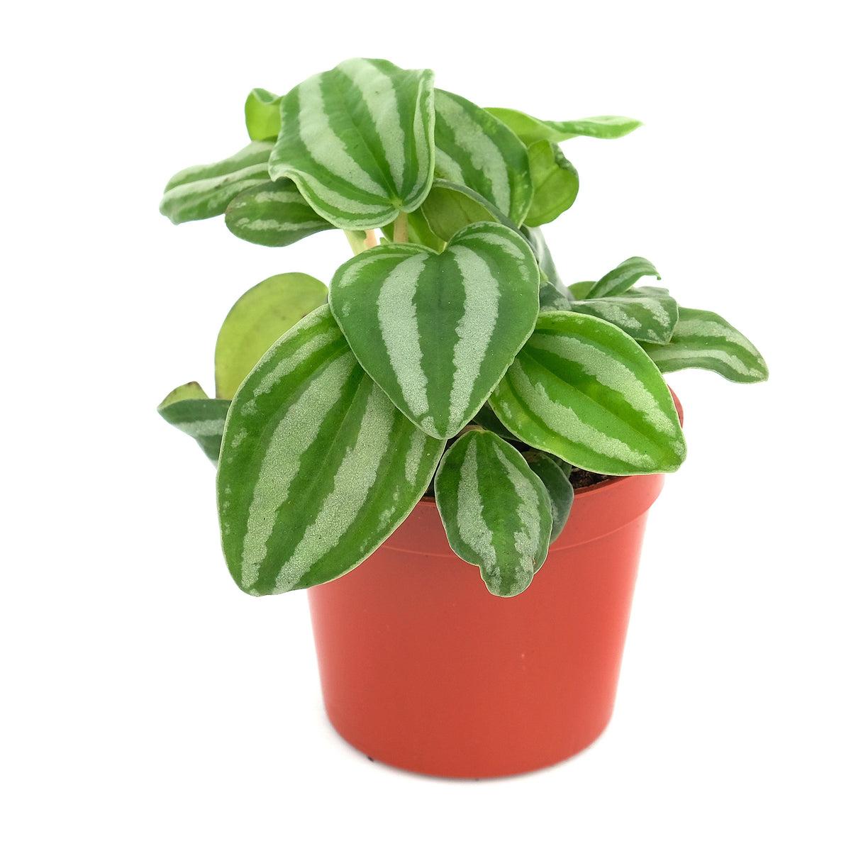 Peperomia Assorted - View 4 from www redcrocus com