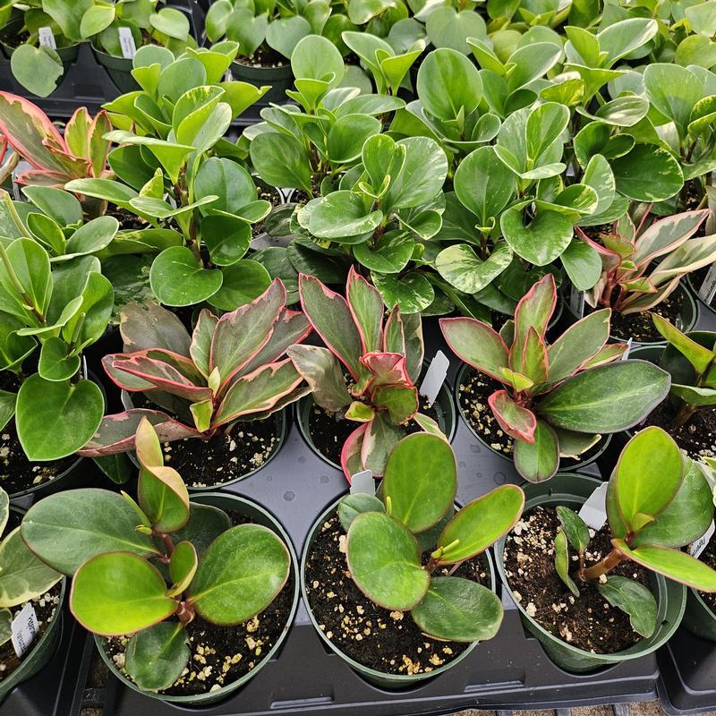 Peperomia Assorted - View 5 from www redcrocus com