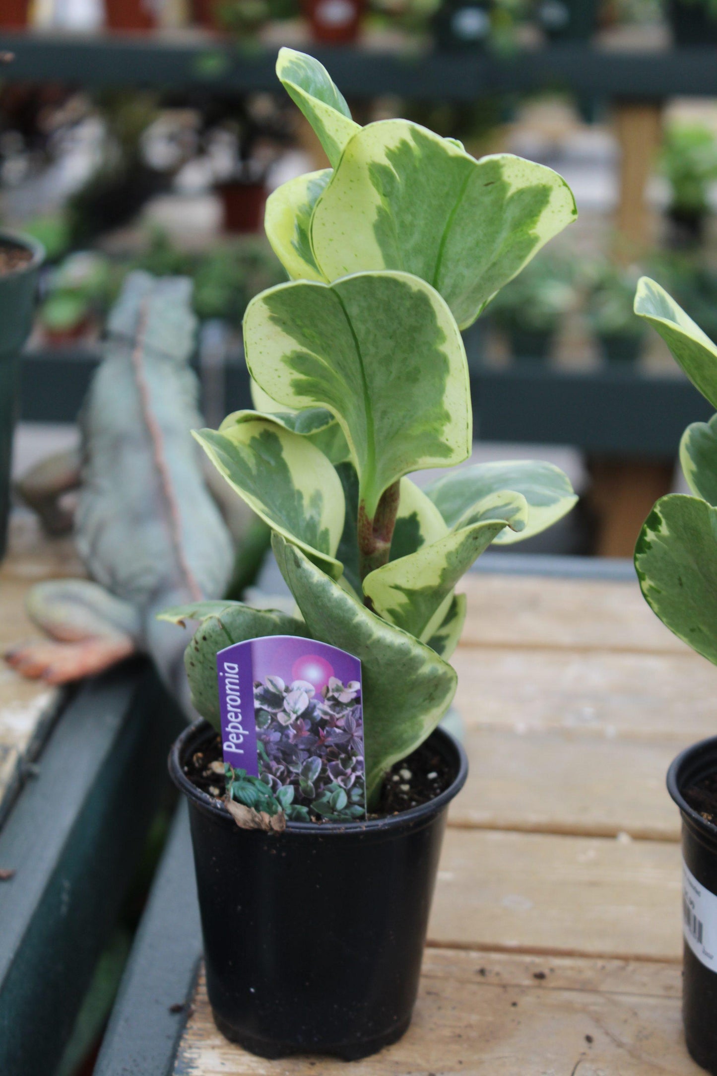 Peperomia Assorted - View 6 from www redcrocus com