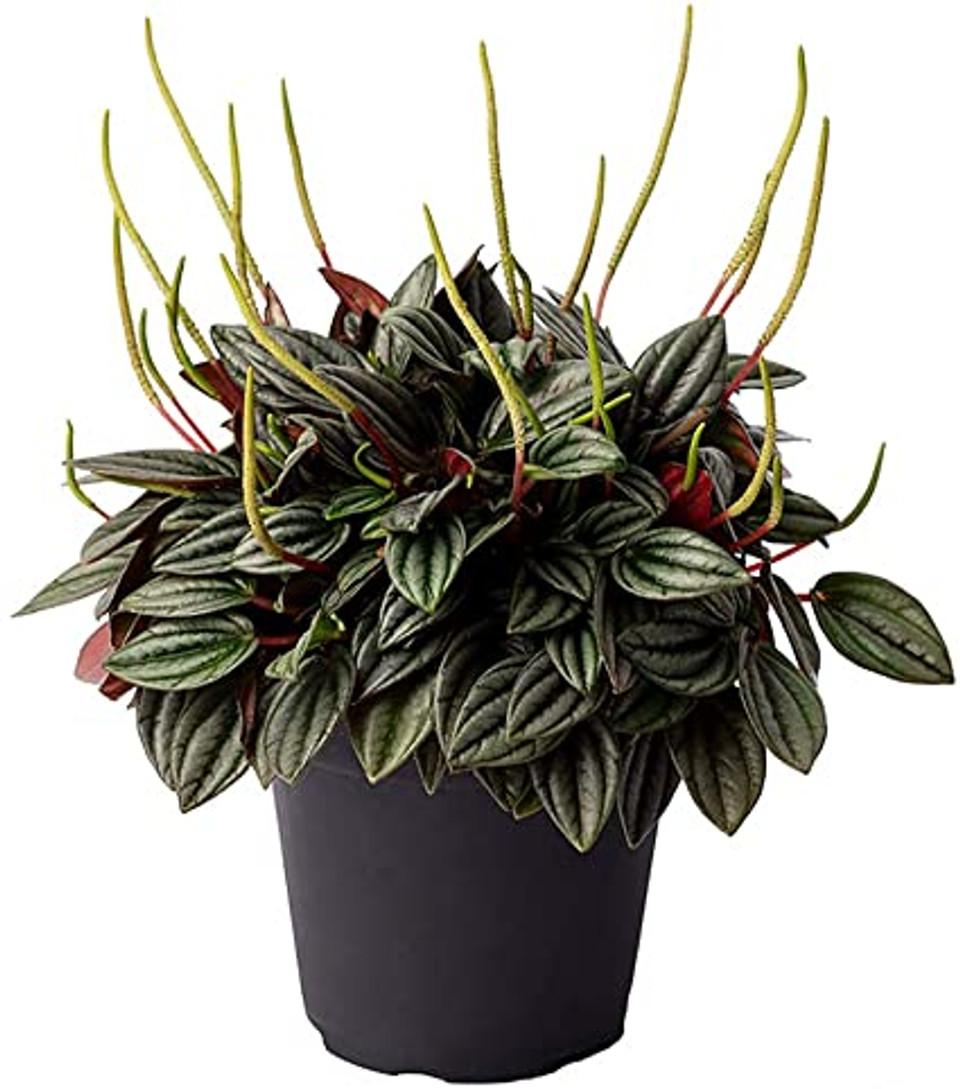 Peperomia Assorted - View 7 from www redcrocus com