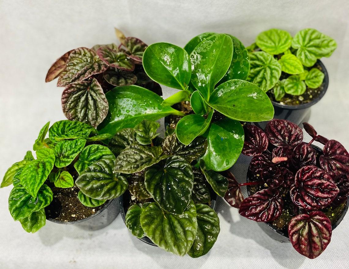 Peperomia Assorted - View 8 from www redcrocus com