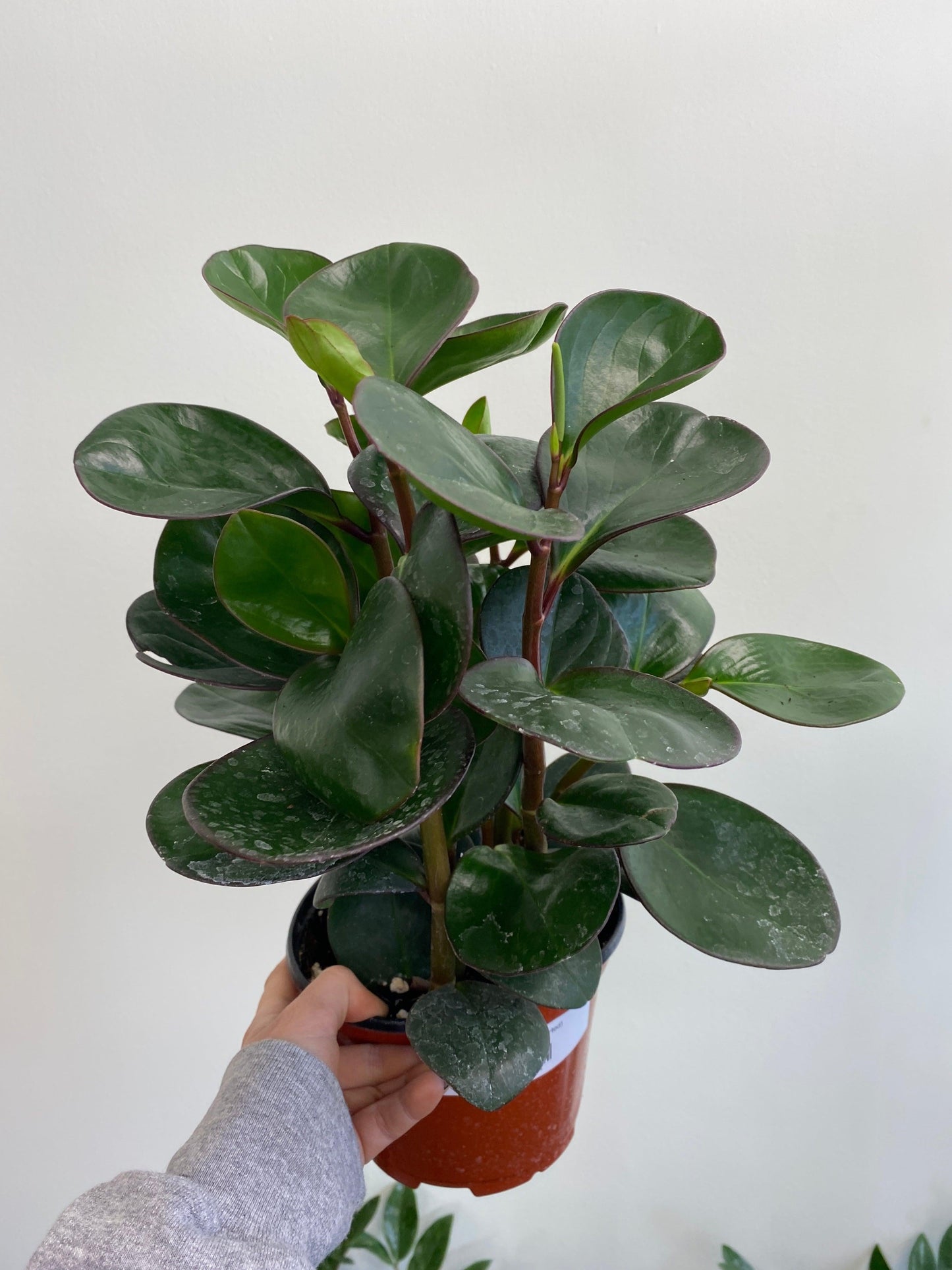 Peperomia Assorted - View 9 from www redcrocus com