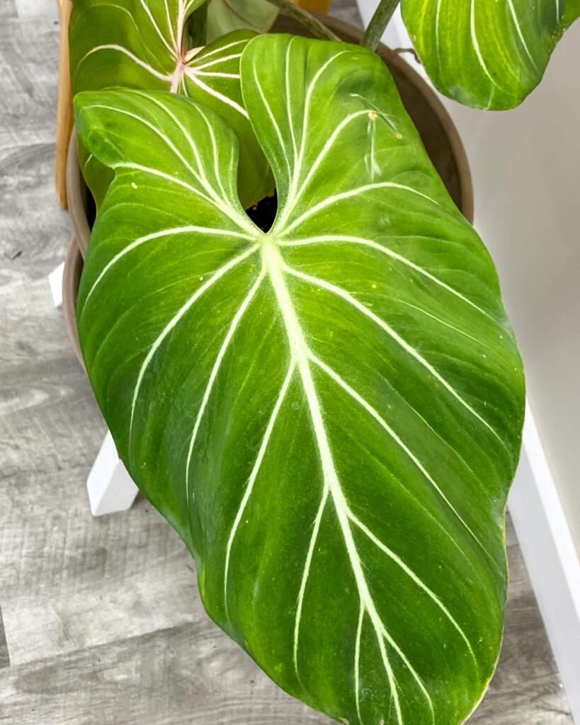 Philodendron Gloriosum - View 14 from www redcrocus com