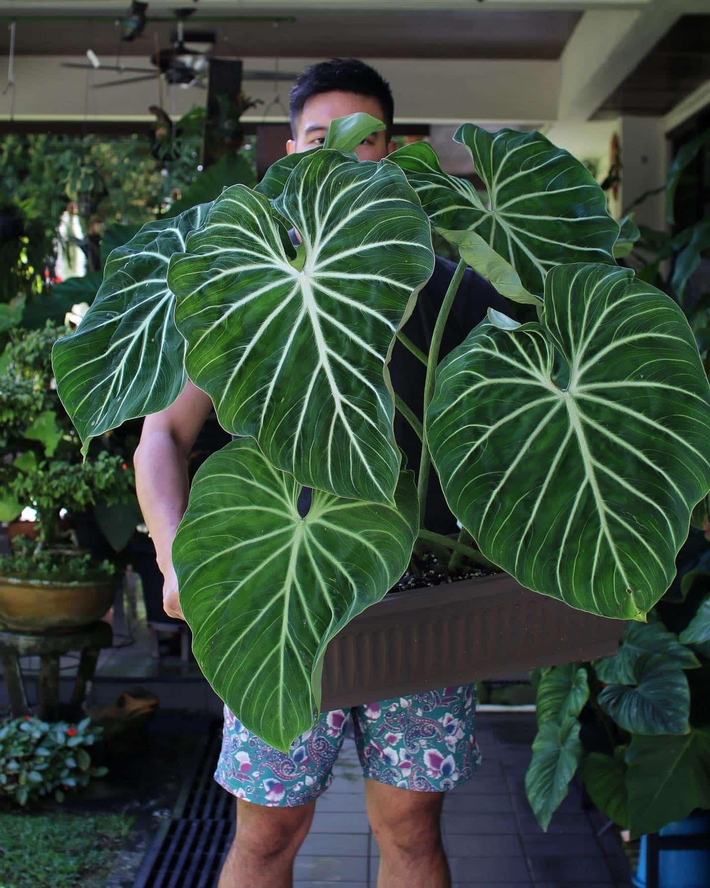 Philodendron Gloriosum - View 1 from www redcrocus com