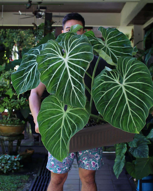 Philodendron Gloriosum - View 1 from www redcrocus com