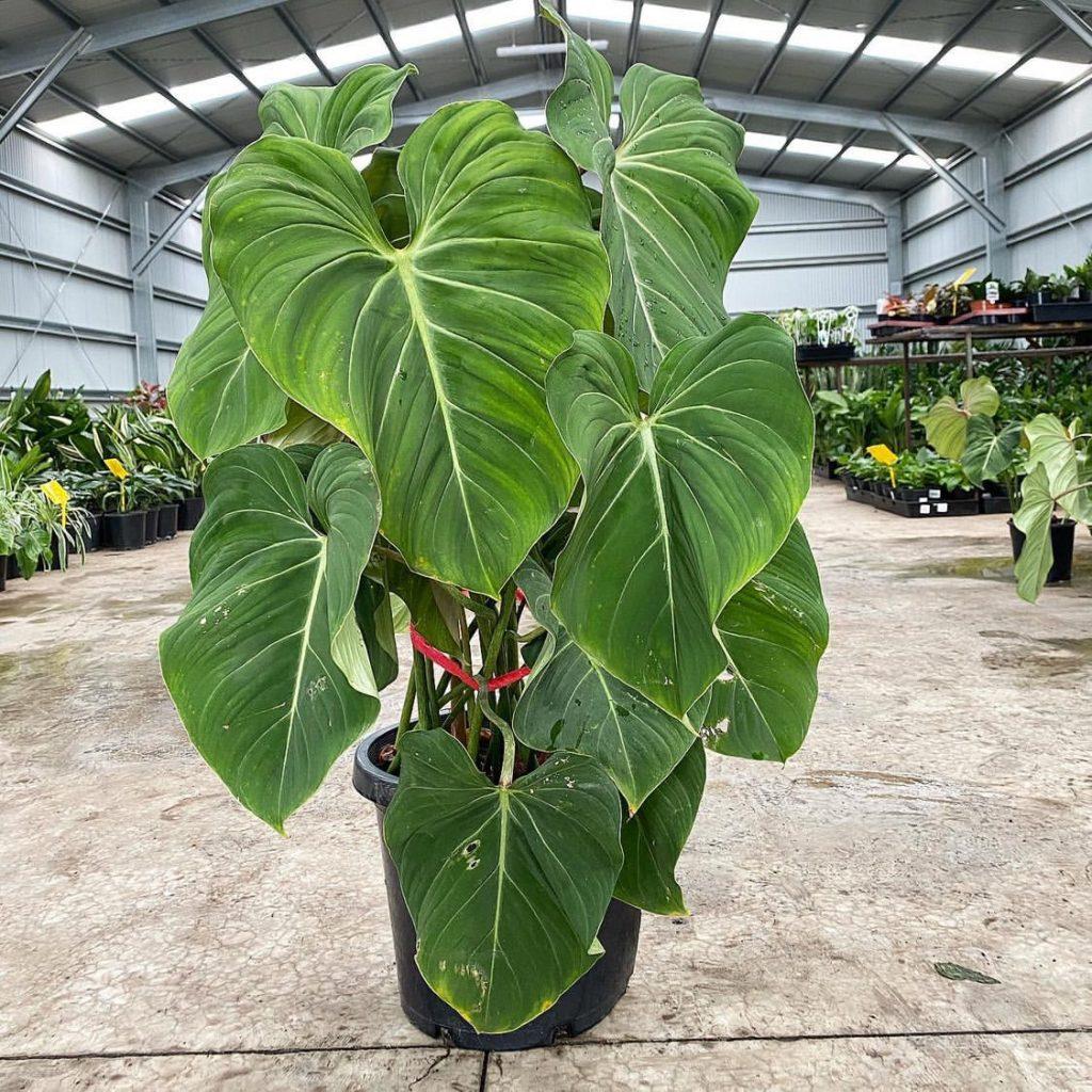 Philodendron Gloriosum - View 3 from www redcrocus com