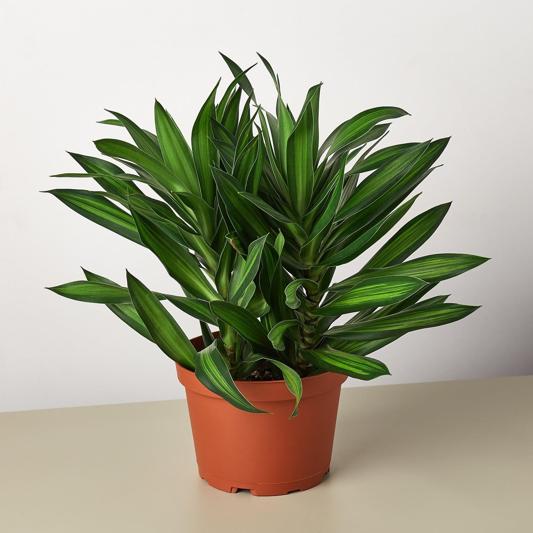 Dracaena Song Of Jamaica - View 12 from www redcrocus com