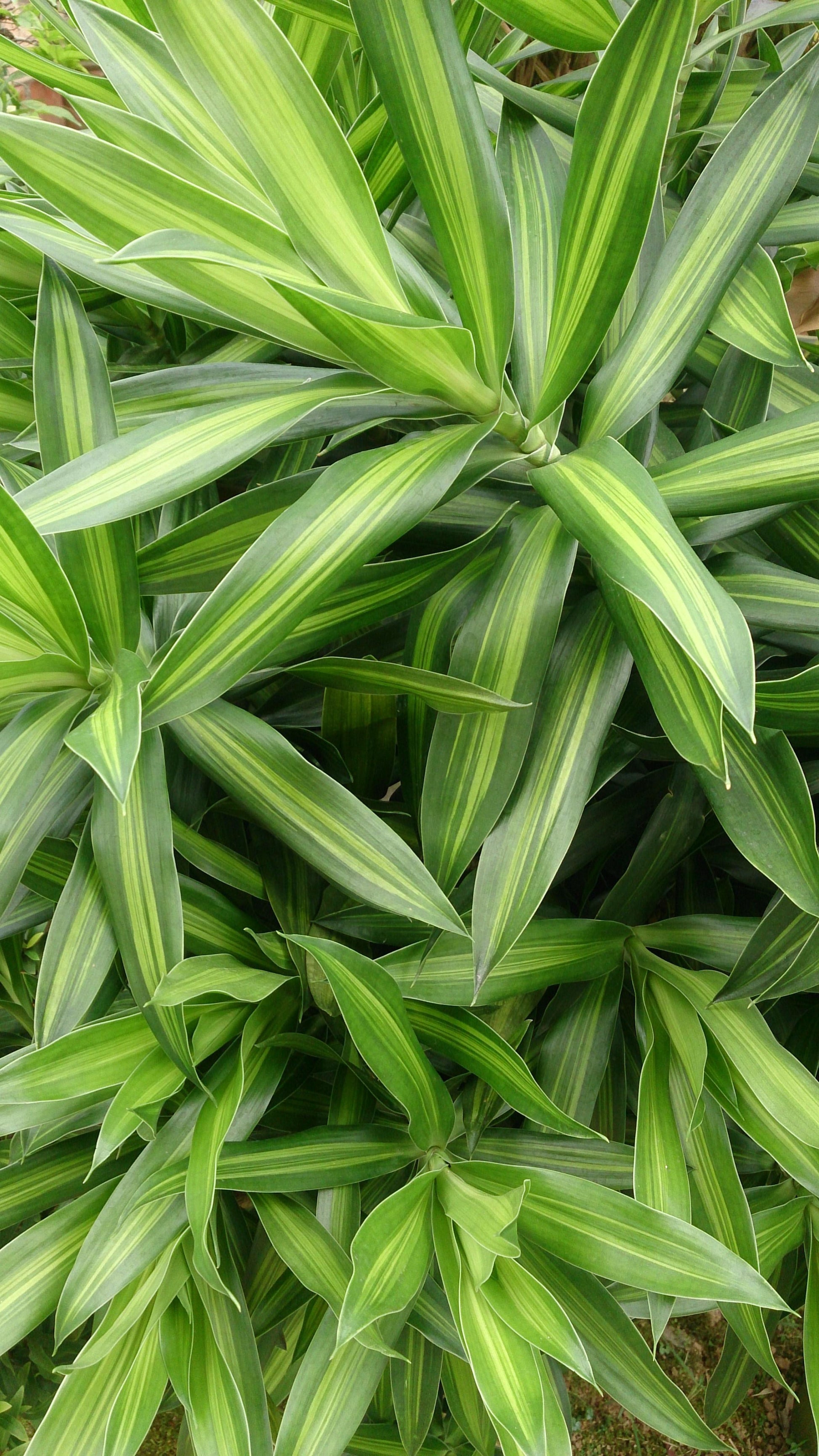 Dracaena Song Of Jamaica - View 16 from www redcrocus com