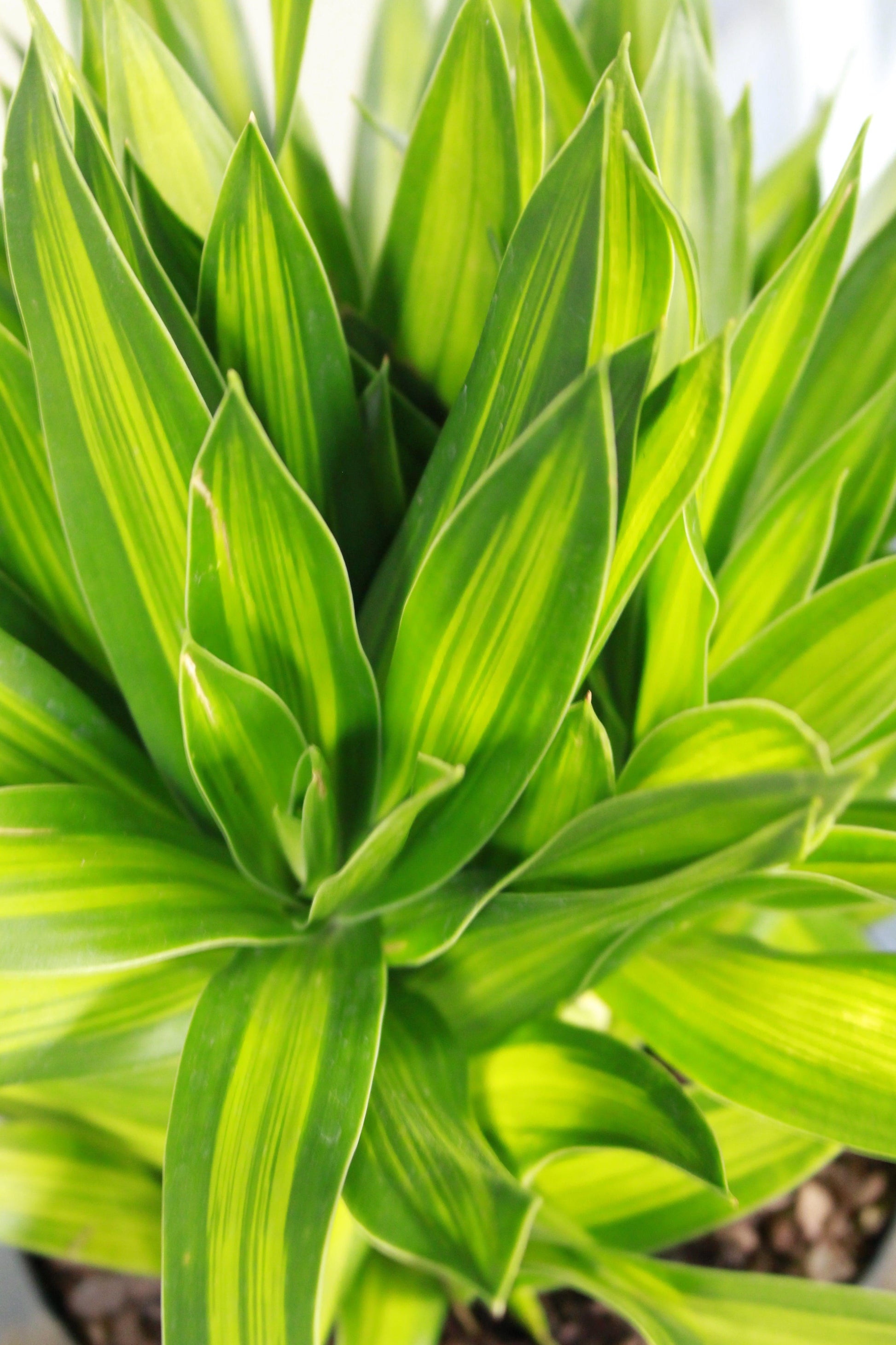 Dracaena Song Of Jamaica - View 17 from www redcrocus com