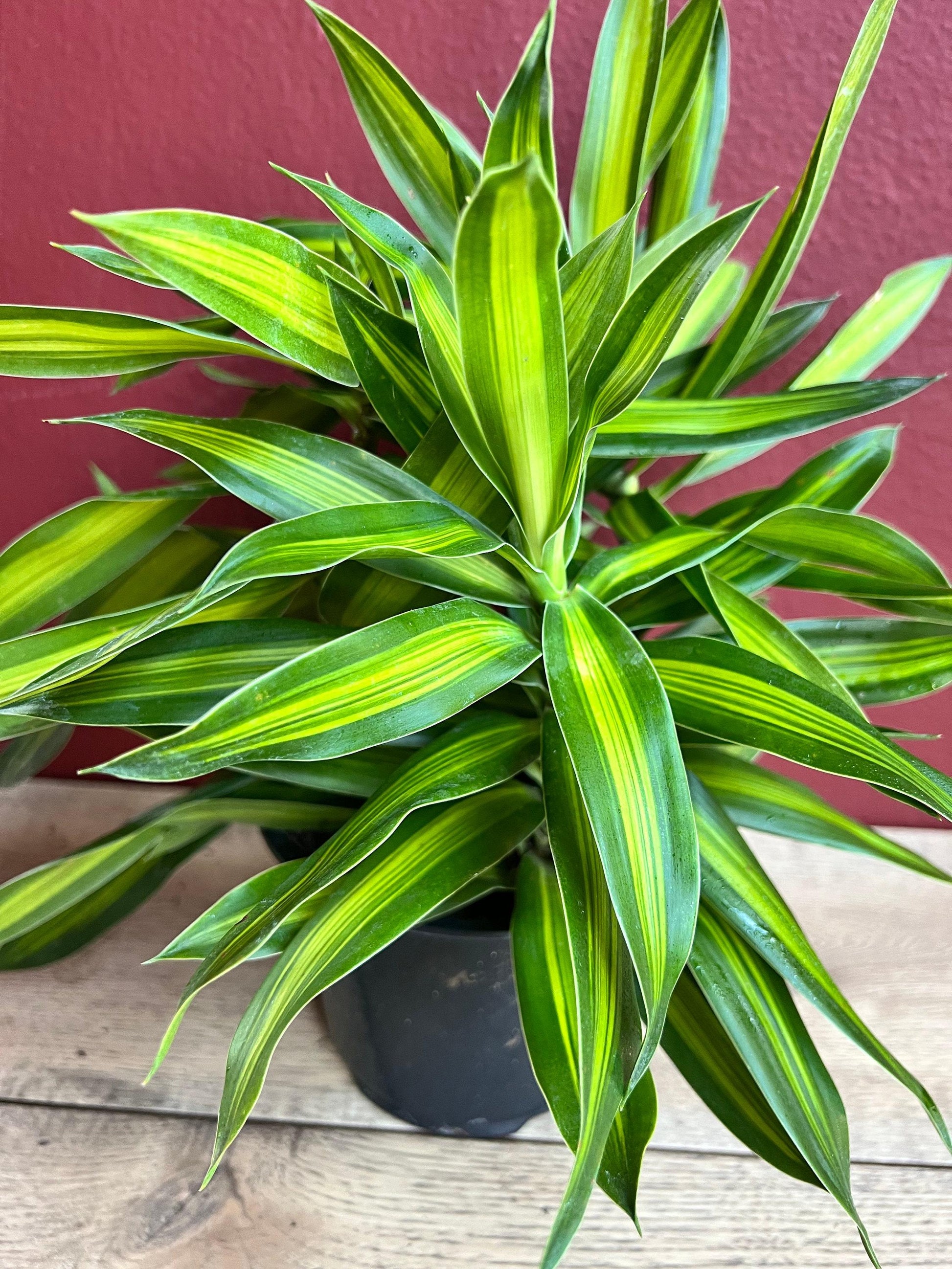 Dracaena Song Of Jamaica - View 7 from www redcrocus com