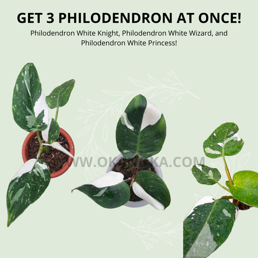 Philodendron 'white Knight' - View 11 from www redcrocus com