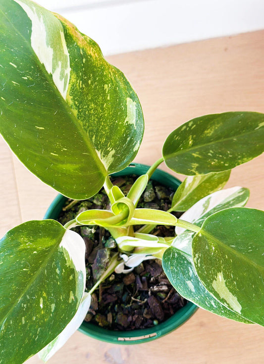 Philodendron 'white Knight' - View 17 from www redcrocus com