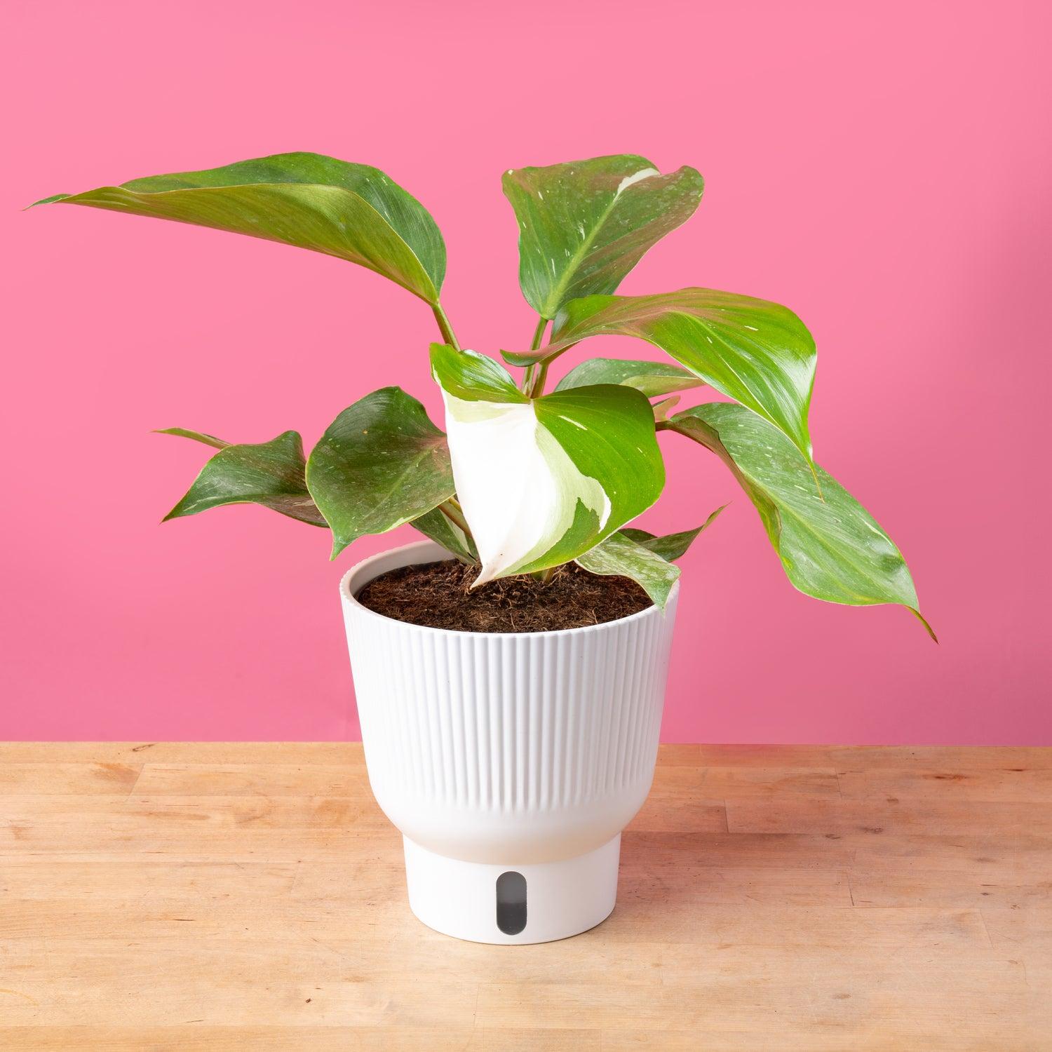 Philodendron 'white Knight' - View 18 from www redcrocus com