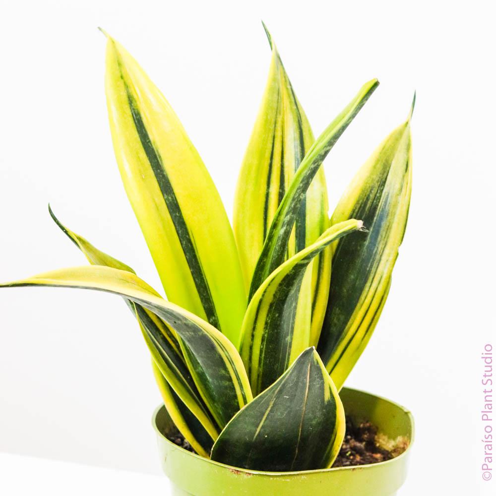 Sansevieria 'golden Flame' - View 10 from www redcrocus com