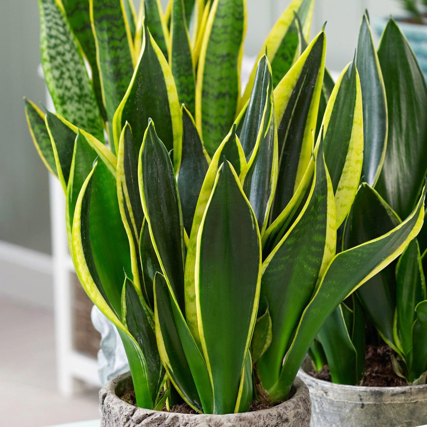 Sansevieria 'golden Flame' - View 12 from www redcrocus com