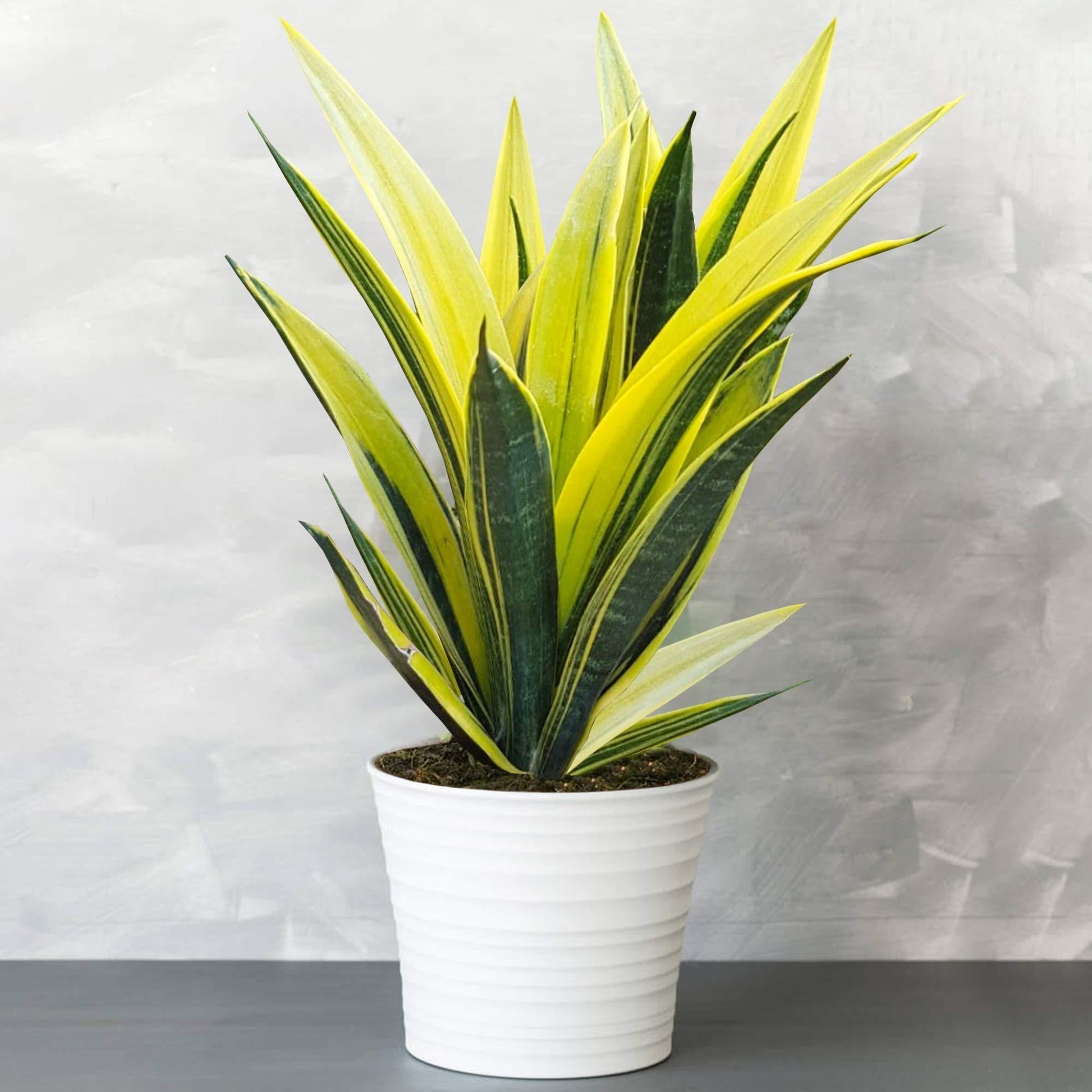 Sansevieria 'golden Flame' - View 14 from www redcrocus com