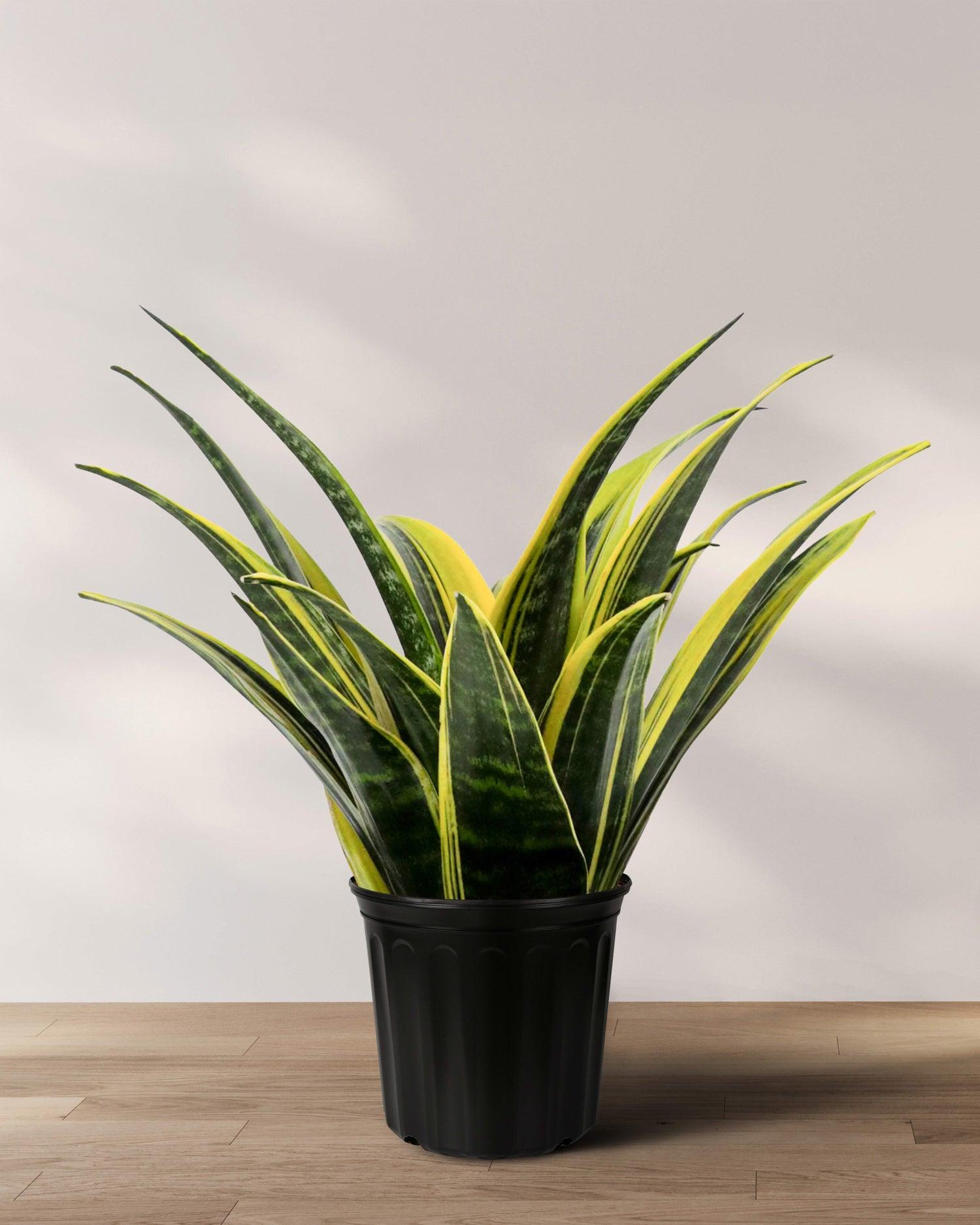 Sansevieria 'golden Flame' - View 15 from www redcrocus com