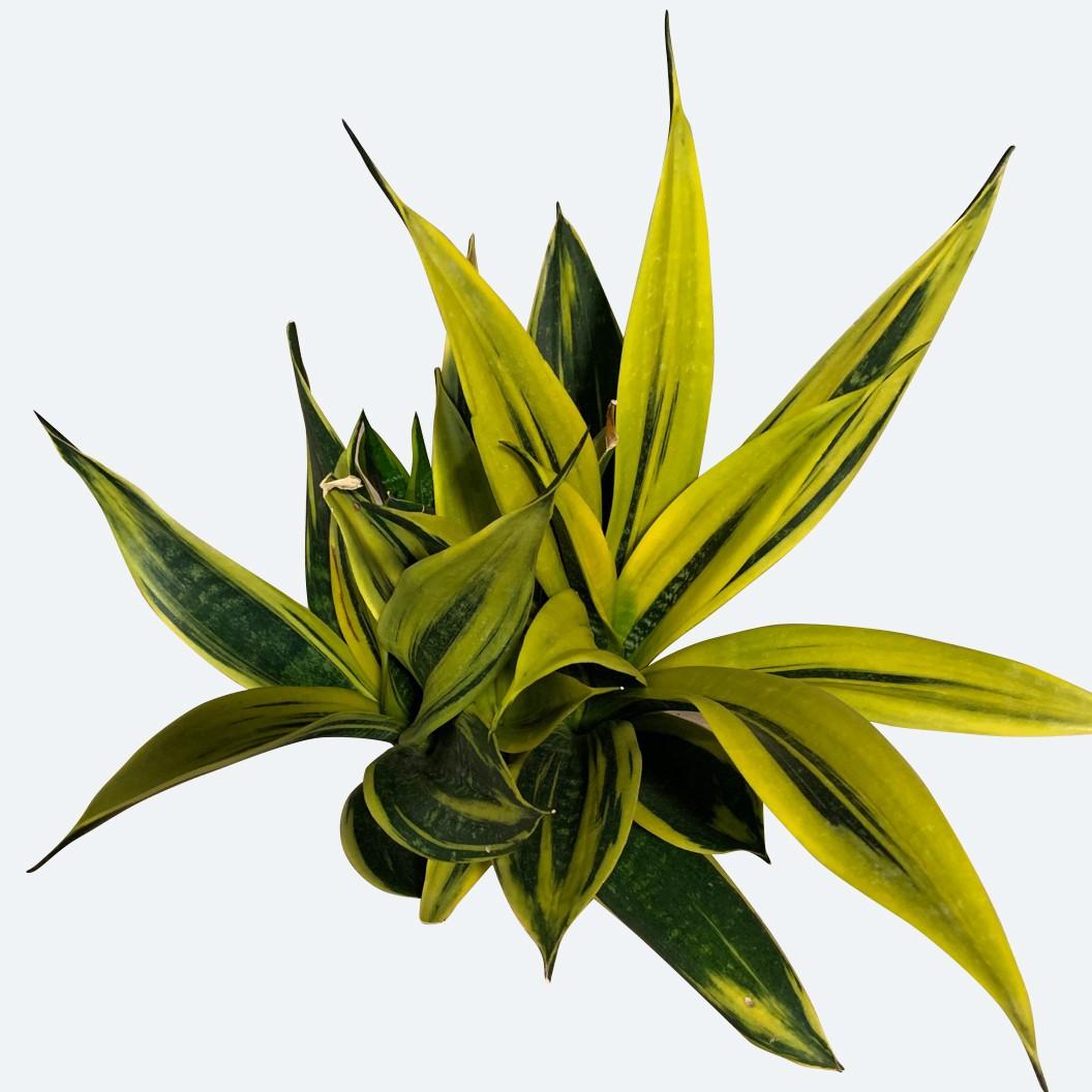 Sansevieria 'golden Flame' - View 18 from www redcrocus com