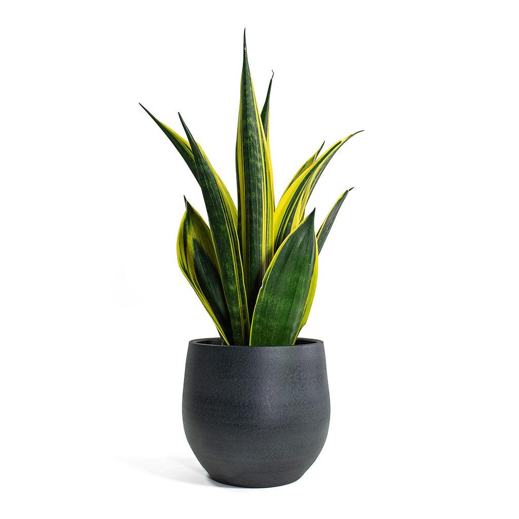 Sansevieria 'golden Flame' - View 19 from www redcrocus com