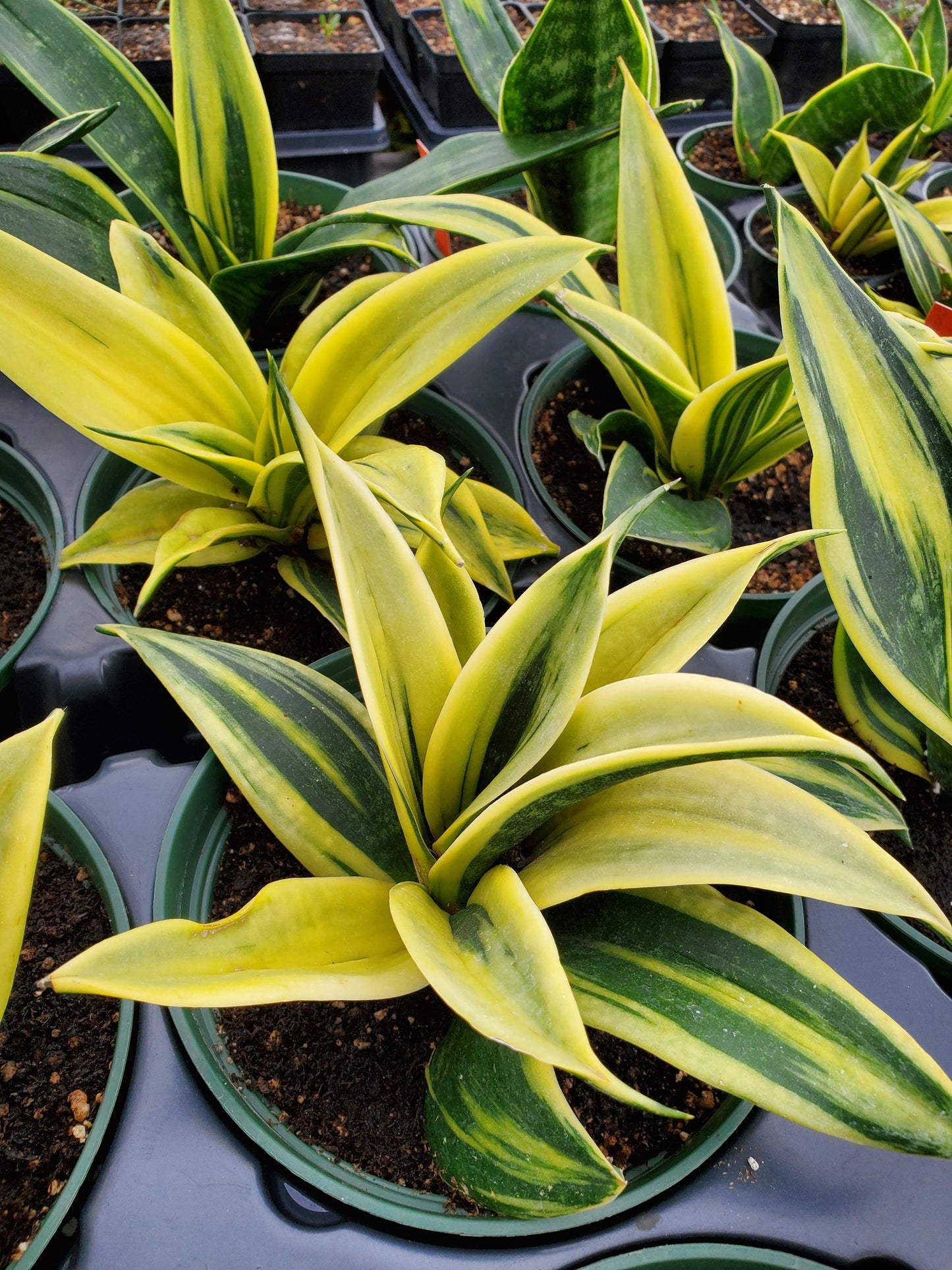 Sansevieria 'golden Flame' - View 20 from www redcrocus com