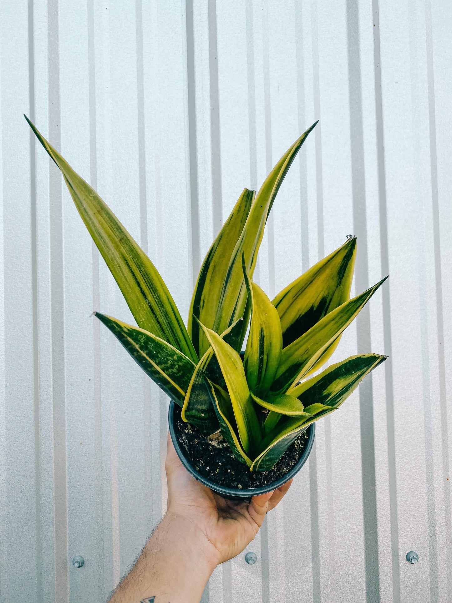 Sansevieria 'golden Flame' - View 22 from www redcrocus com