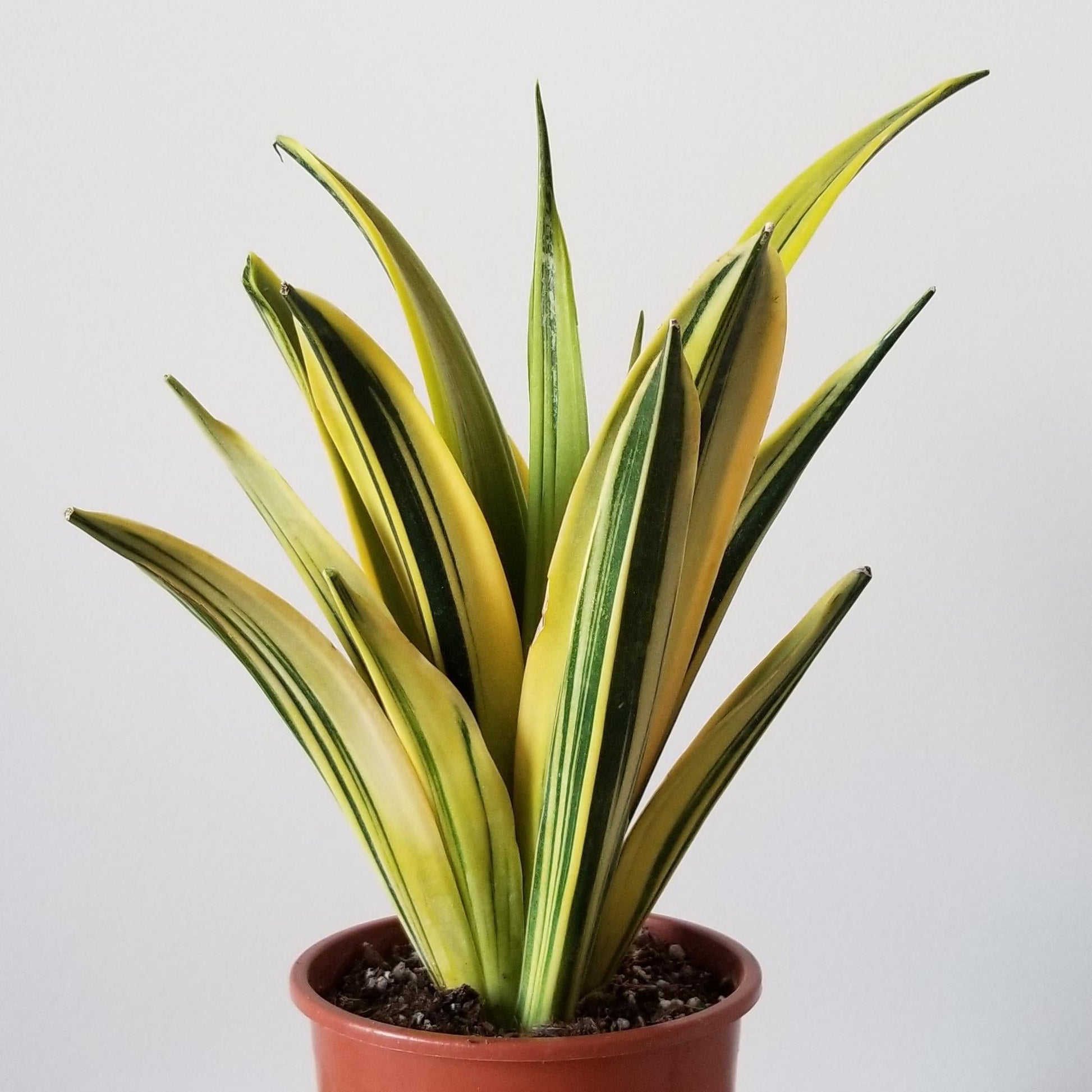 Sansevieria 'golden Flame' - View 24 from www redcrocus com