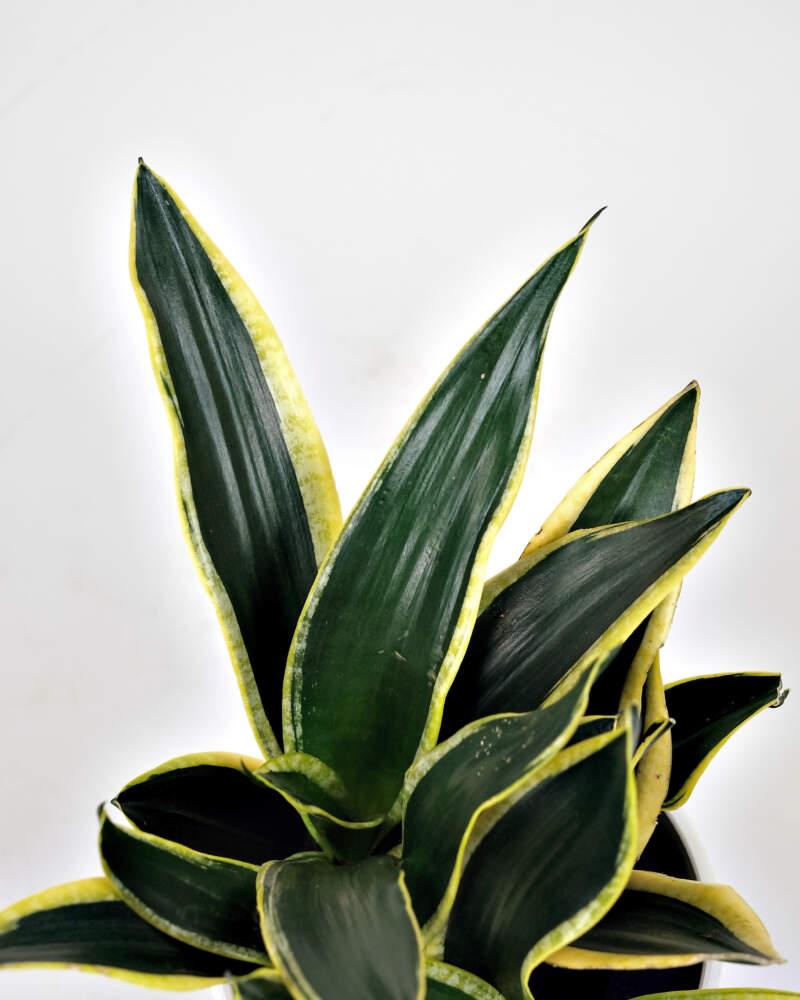 Sansevieria 'golden Flame' - View 25 from www redcrocus com