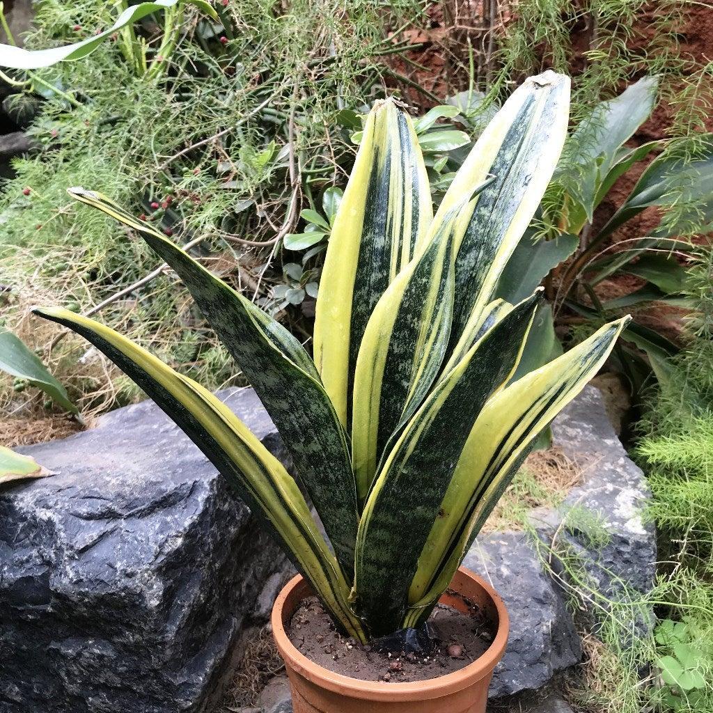 Sansevieria 'golden Flame' - View 26 from www redcrocus com