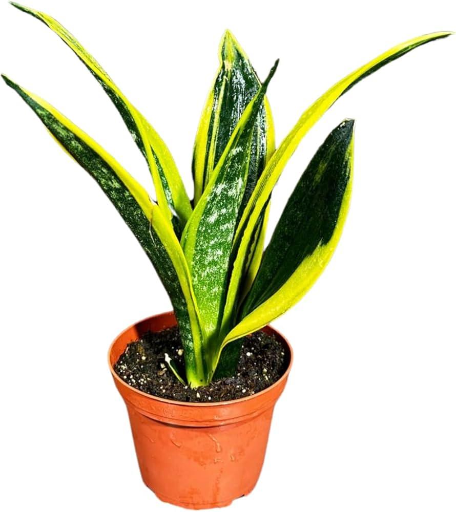 Sansevieria 'golden Flame' - View 27 from www redcrocus com