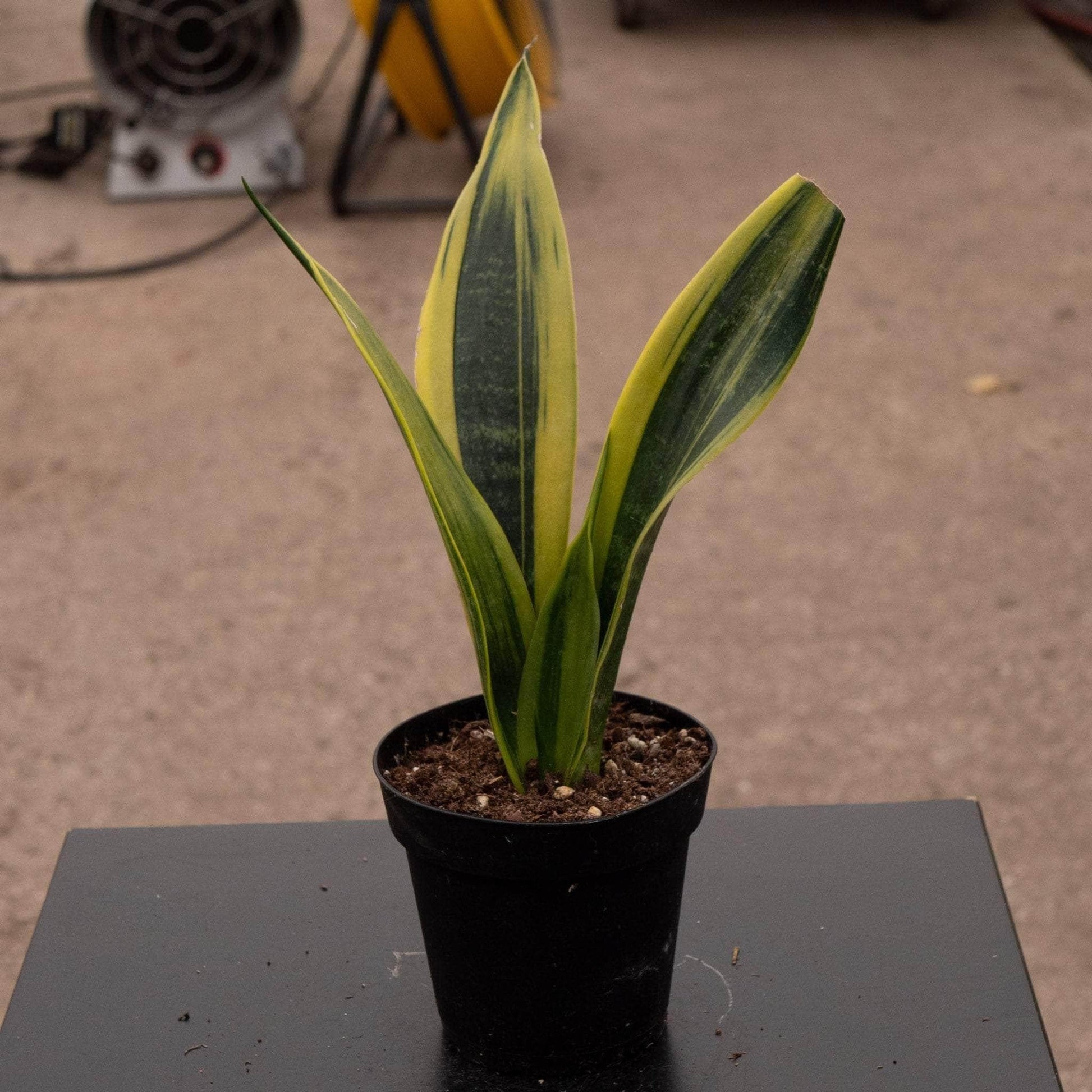 Sansevieria 'golden Flame' - View 29 from www redcrocus com