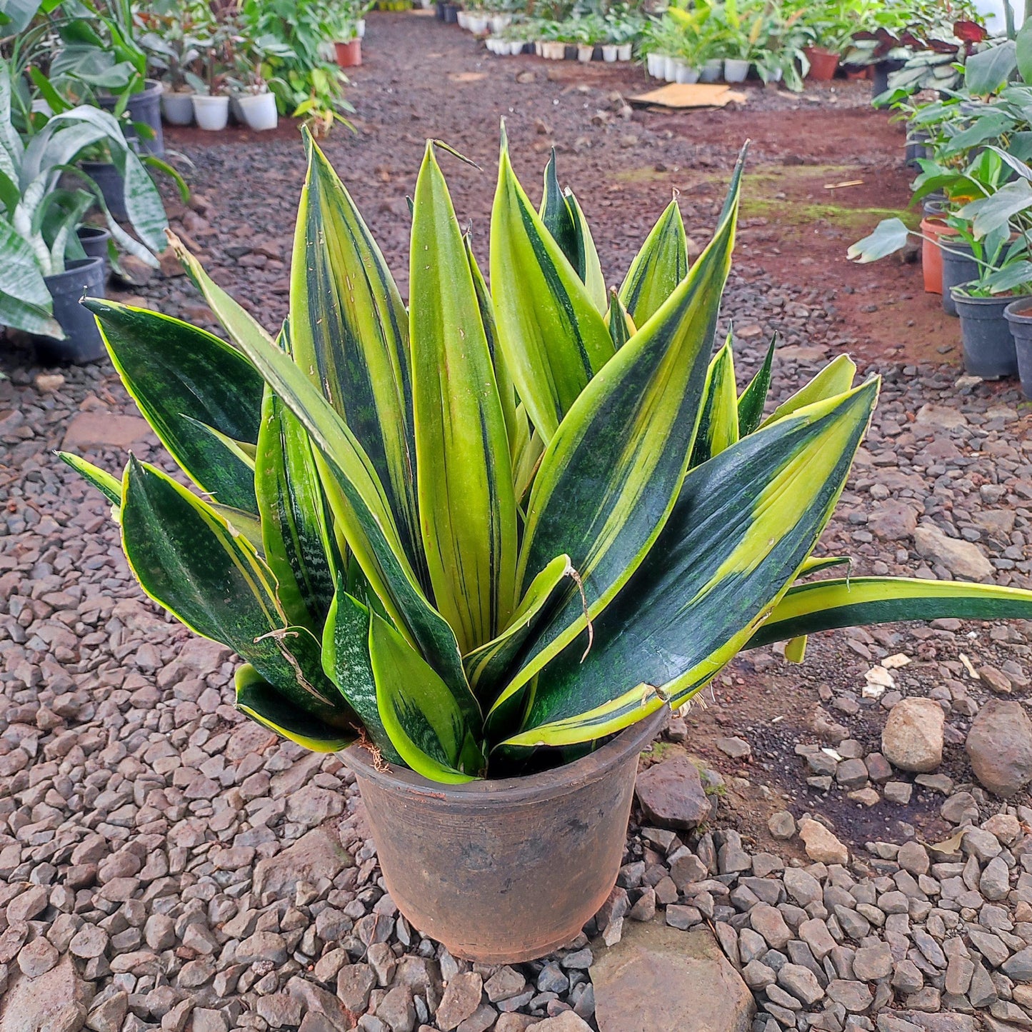Sansevieria 'golden Flame' - View 2 from www redcrocus com