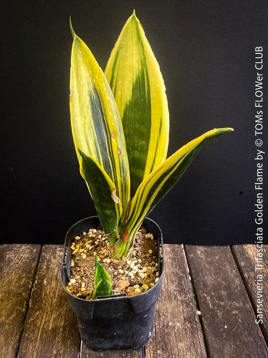 Sansevieria 'golden Flame' - View 32 from www redcrocus com