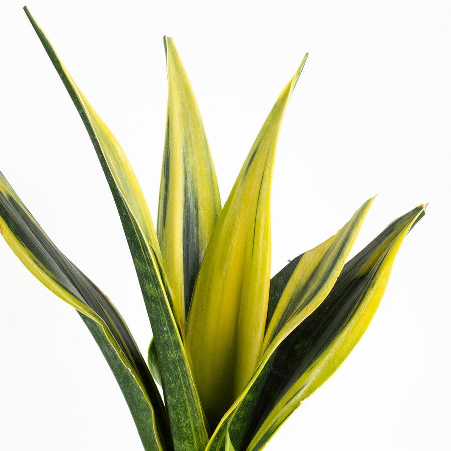 Sansevieria 'golden Flame' - View 33 from www redcrocus com