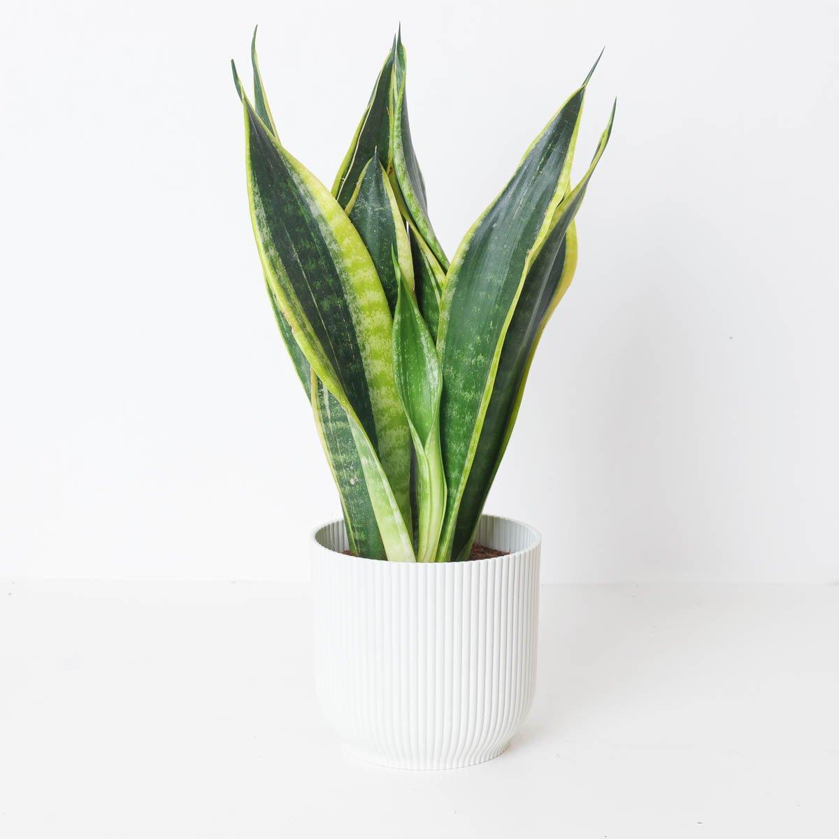 Sansevieria 'golden Flame' - View 34 from www redcrocus com