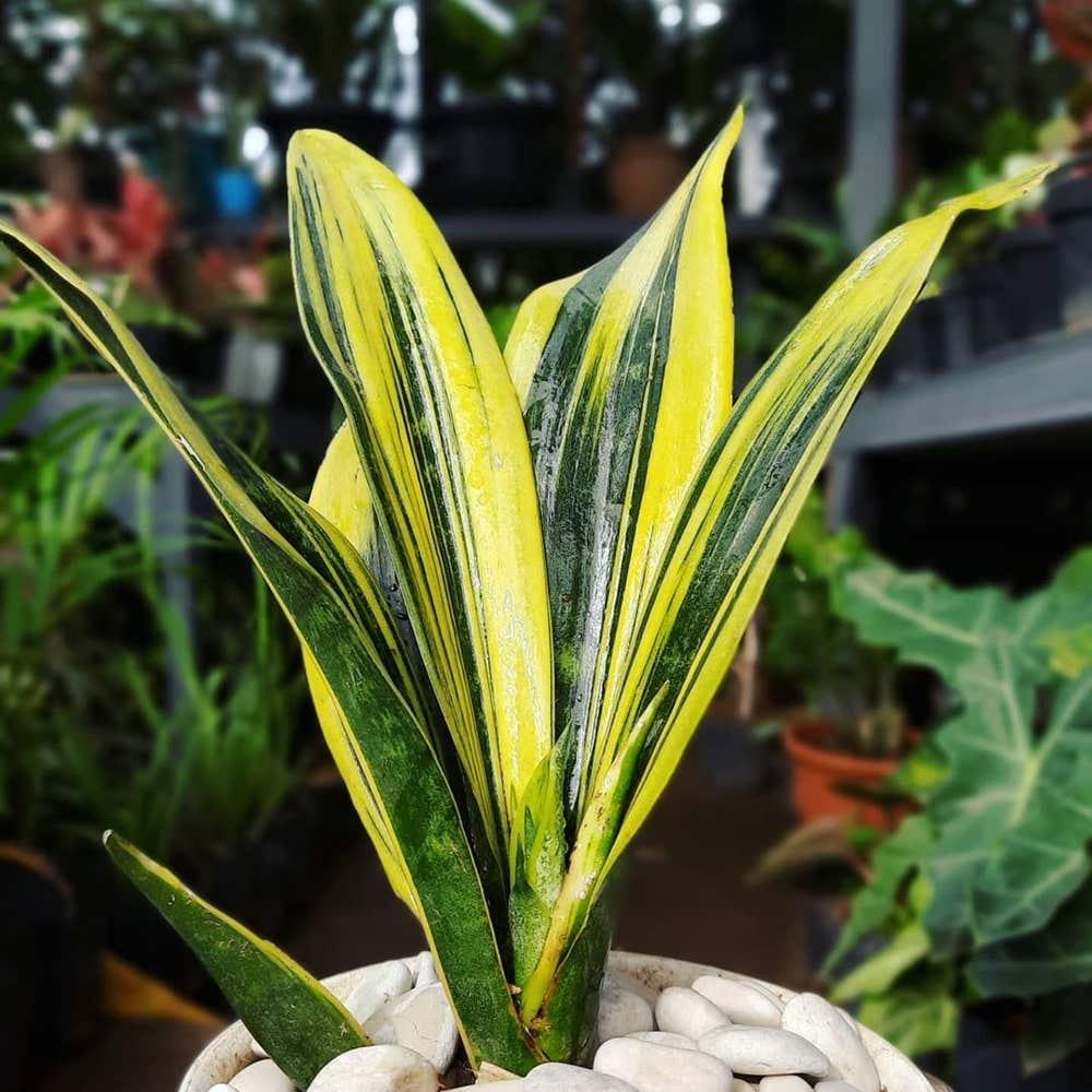 Sansevieria 'golden Flame' - View 3 from www redcrocus com